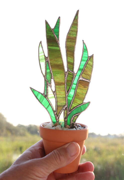 mini sansevieria